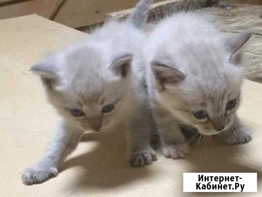 Бело-серые котята Первоуральск - изображение 1