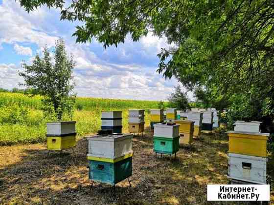 Продается качественный мед с личной пасеки Грибановский