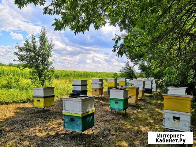 Продается качественный мед с личной пасеки Грибановский - изображение 1