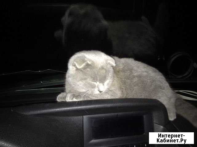 Котёнок британская порода. Породистый Пролетарск - изображение 1