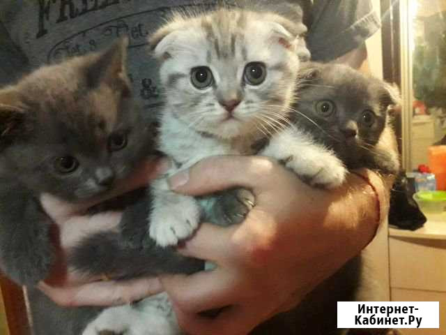 Шотландские котята Пролетарский - изображение 1