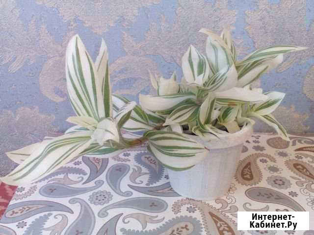 Эписция, белая традесканция Нижний Новгород - изображение 1