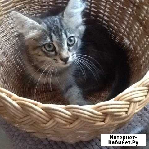 Котята Нурлат - изображение 1