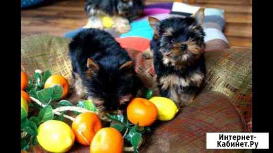 Йоркширский терьер с документами Казань