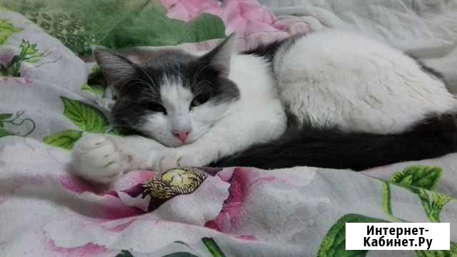 Истинная кошка ищет дом Миасс - изображение 1