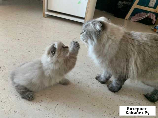 Котята Шотландской породы Кумертау - изображение 1