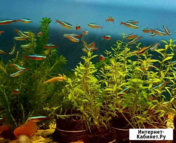 Голубой неон(на Янгеля) Братск - изображение 1