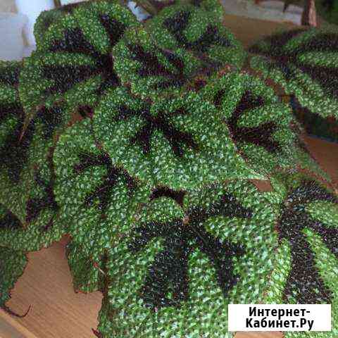 Бегонию Мэсона Калуга