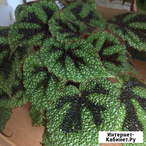 Бегонию Мэсона Калуга - изображение 1