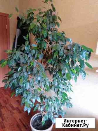 Фикус Бенджамина мелколистный 190 см взрослый Улан-Удэ