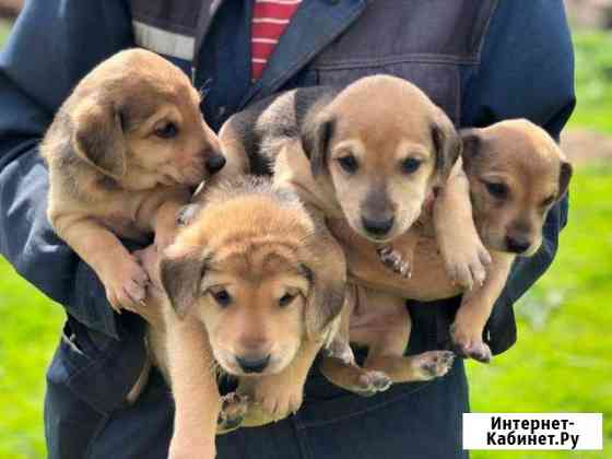 Щенки русской гончей Оренбург