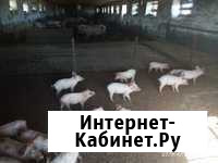 Поросята /куры Волоколамск - изображение 1