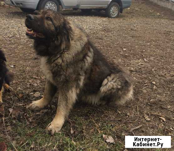 Кабель кавказкой овчарки для вязки Невинномысск - изображение 1