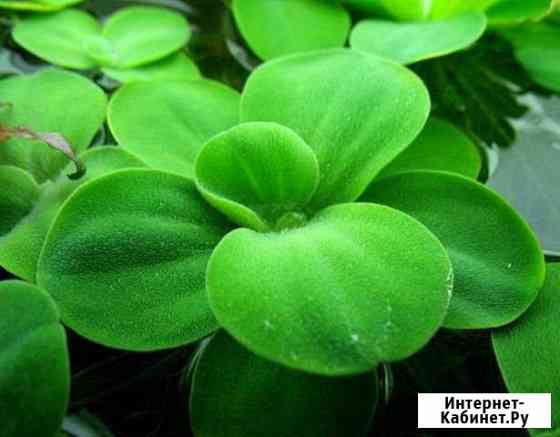 Аквариумное растение Хабаровск