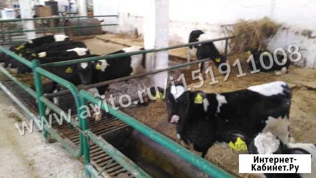 Телята от месяца С АгрофирмыАвидо Венев - изображение 1