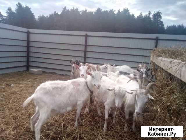 Продам коз Тюмень - изображение 1