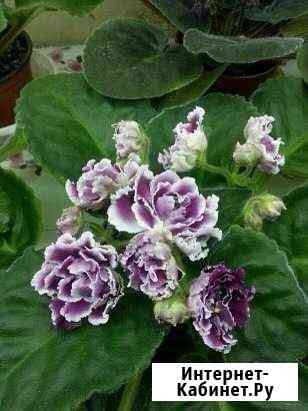 Продам Сенполию цветущие, детки, листики Калуга