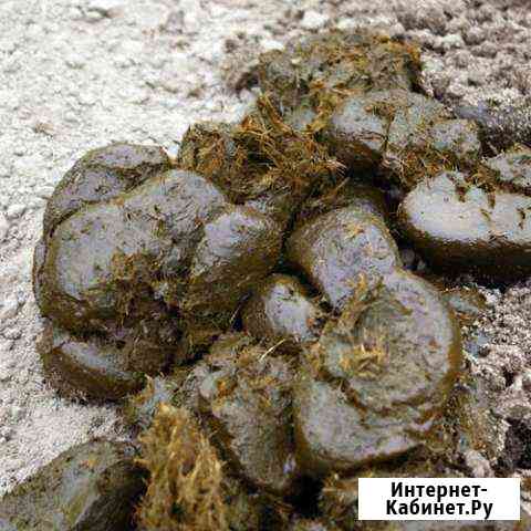 Конский навоз Калининград