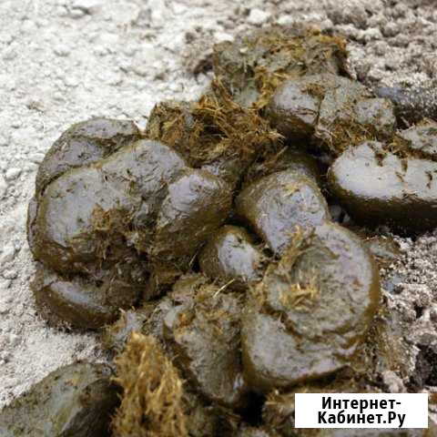 Конский навоз Калининград - изображение 1