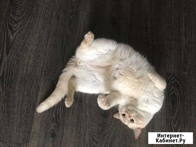 Очень ласковый котофей Ханты-Мансийск - изображение 1