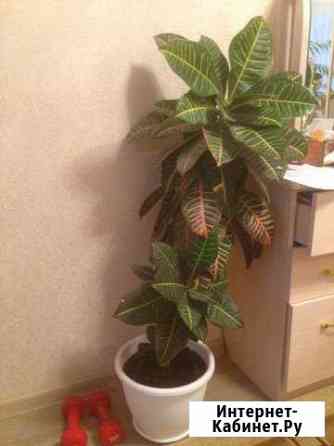 Кротон Абакан