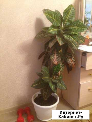 Кротон Абакан - изображение 1