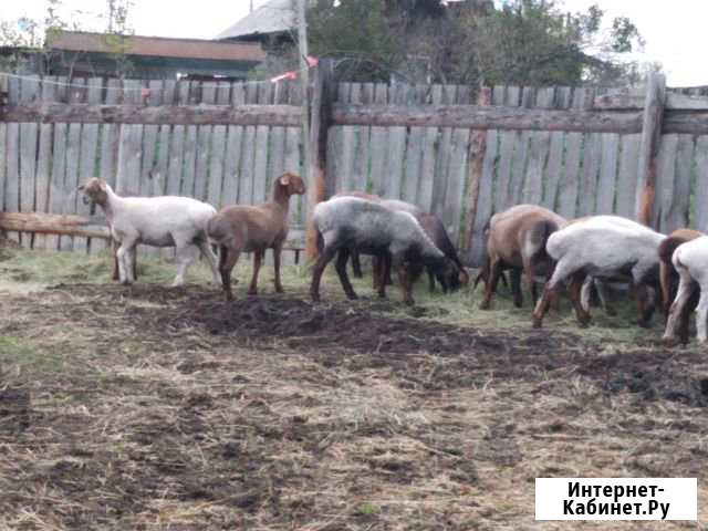 Продам эдильбаев И гиссаров Каргаполье - изображение 1
