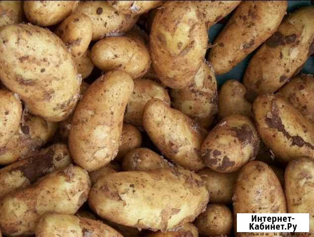 Картофель с доставкой Бийск - изображение 1