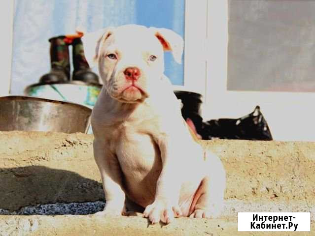 Щенки американского бульдога Екатеринбург - изображение 1