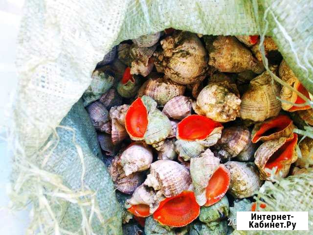 Морские Ракушки, ропана Анапа - изображение 1