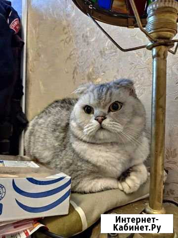 Шотландский вислоухий кот Северодвинск - изображение 1
