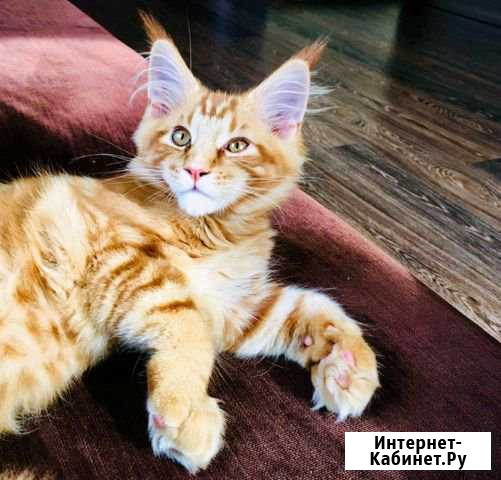 Котята Мейн Кун Искитим - изображение 1