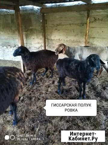Три овцы и ярка Шали - изображение 1