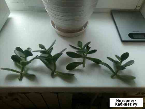 Отростки денежного дерева Таганрог