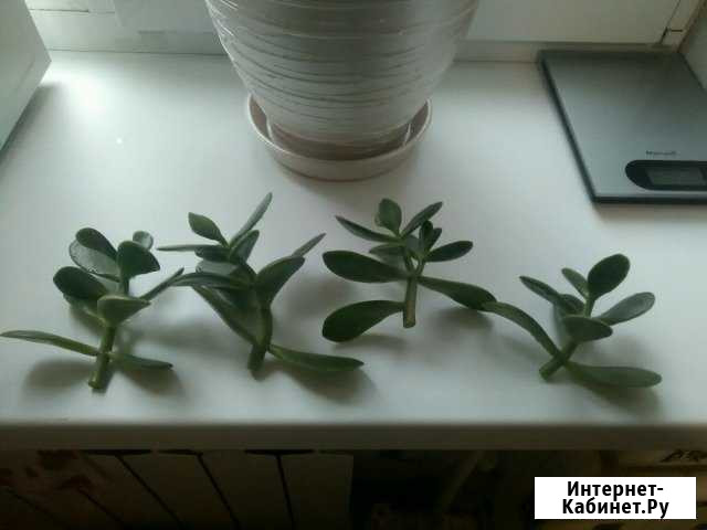 Отростки денежного дерева Таганрог - изображение 1