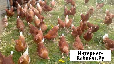 Куры для яйца Нестись будут скоро Горячеводский - изображение 1