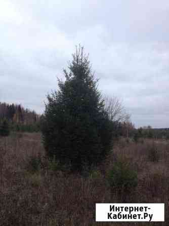 Ель сибирская крупномеры Омск