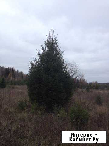 Ель сибирская крупномеры Омск - изображение 1