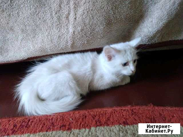 Котенок Девочка Белово - изображение 1
