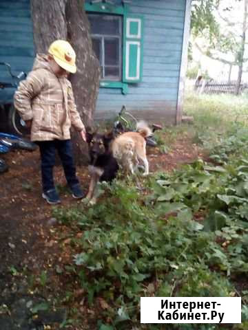 Отдадим в хорошие руки безвозмездно Азово - изображение 1