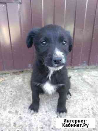 Отдам щенка в хорошие руки Кемерово