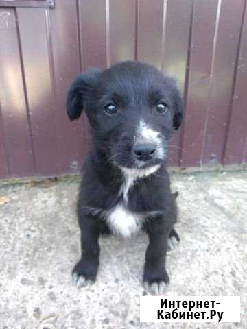 Отдам щенка в хорошие руки Кемерово - изображение 1