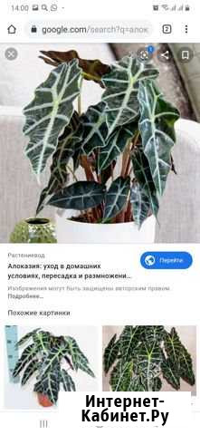 Алоказия Биробиджан - изображение 1