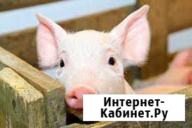 Продам поросят Тюхтет - изображение 1