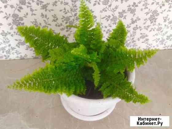 Папоротник нефролепис кудрявый Абакан