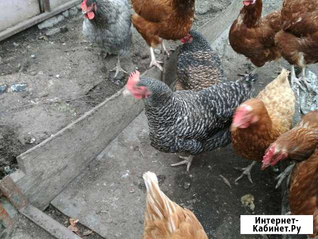 Куры молодки и несушки с доставкой. Корма Владимир - изображение 1