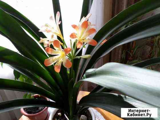 Кливия Нижний Новгород