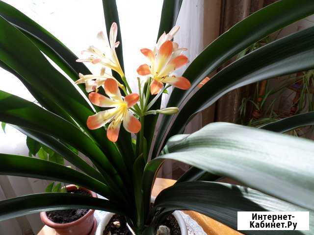 Кливия Нижний Новгород - изображение 1