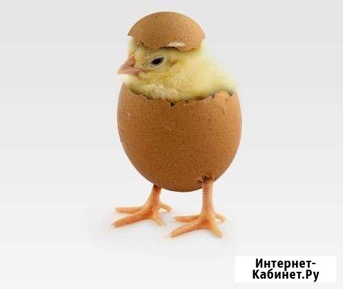 Инкубационное яйцо домашних курочек Улан-Удэ - изображение 1