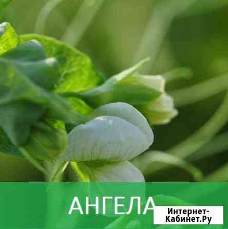 Семена гороха сорт ангела Азов